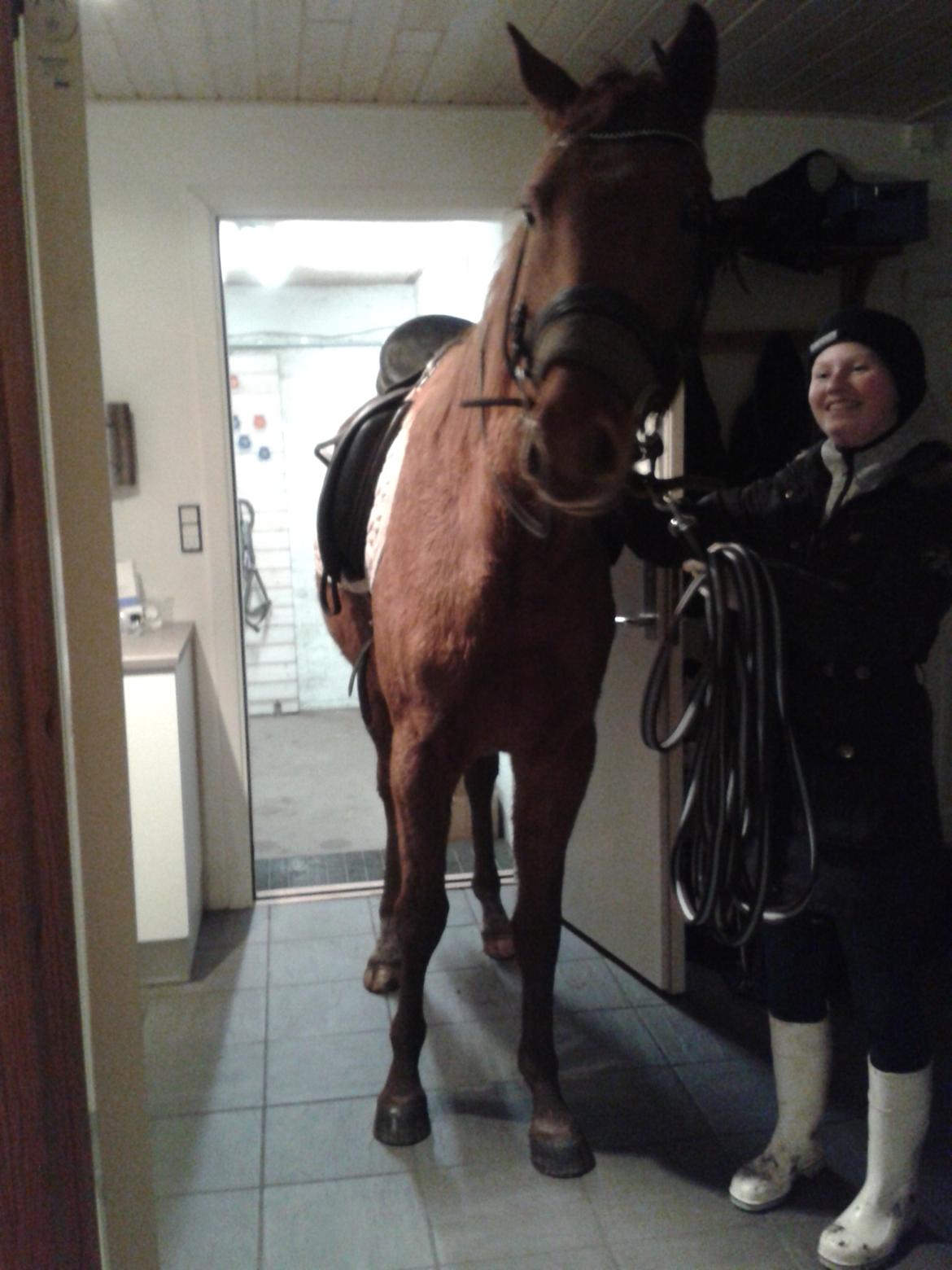 Dansk Varmblod Hjorth's zee-zee billede 17