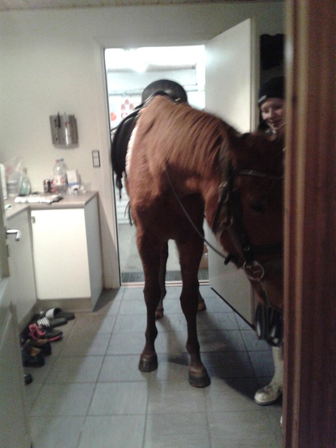 Dansk Varmblod Hjorth's zee-zee billede 19