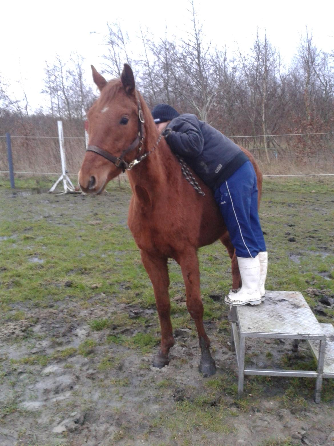 Dansk Varmblod Hjorth's zee-zee - Øvede at man lagde sig op af hende.. billede 9