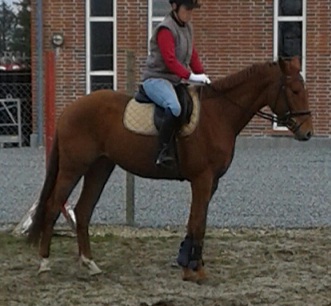 Dansk Varmblod Hjorth's zee-zee billede 10