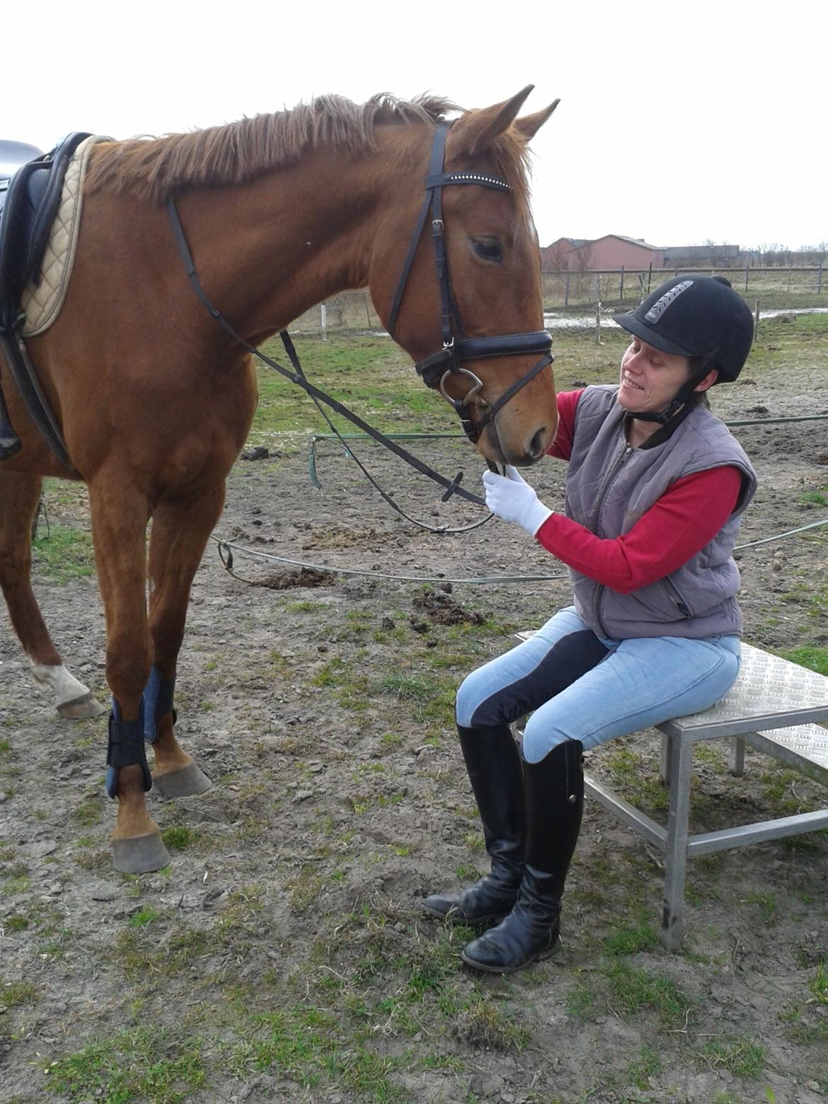 Dansk Varmblod Hjorth's zee-zee billede 3