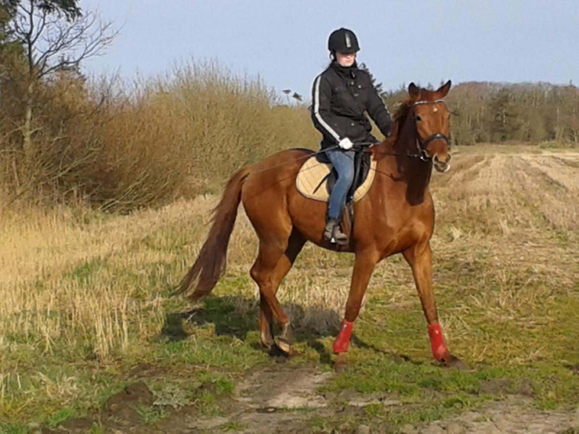 Dansk Varmblod Hjorth's zee-zee billede 12