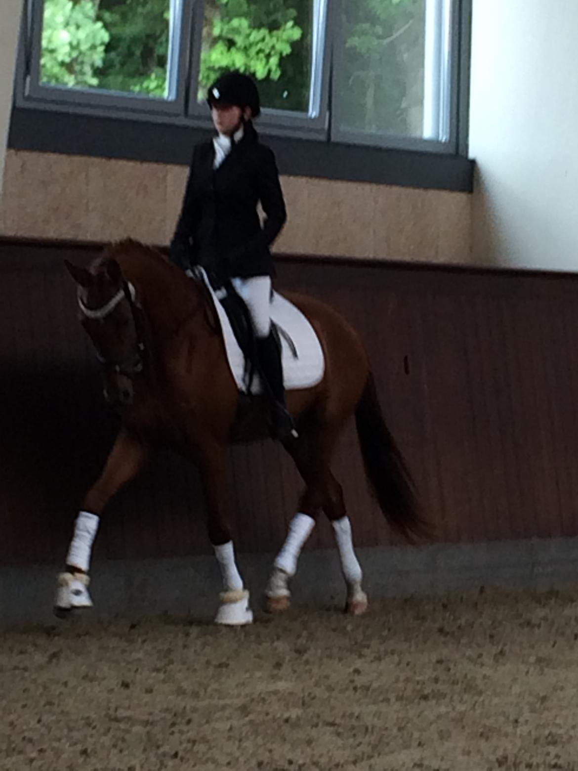 Dansk Varmblod Hjorth's zee-zee billede 14