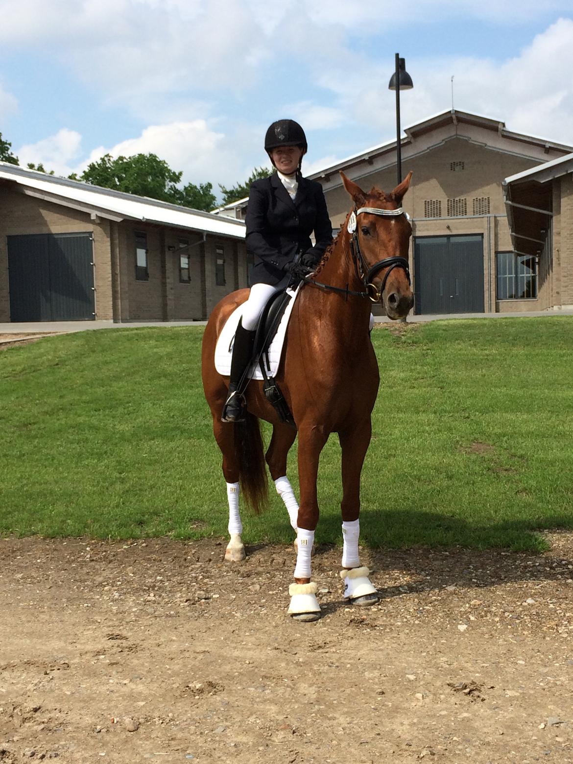 Dansk Varmblod Hjorth's zee-zee billede 15