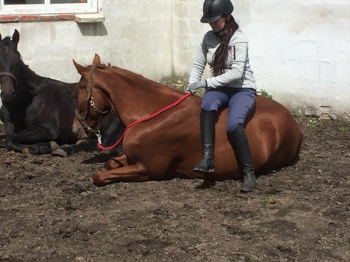 Dansk Varmblod Hjorth's zee-zee billede 16