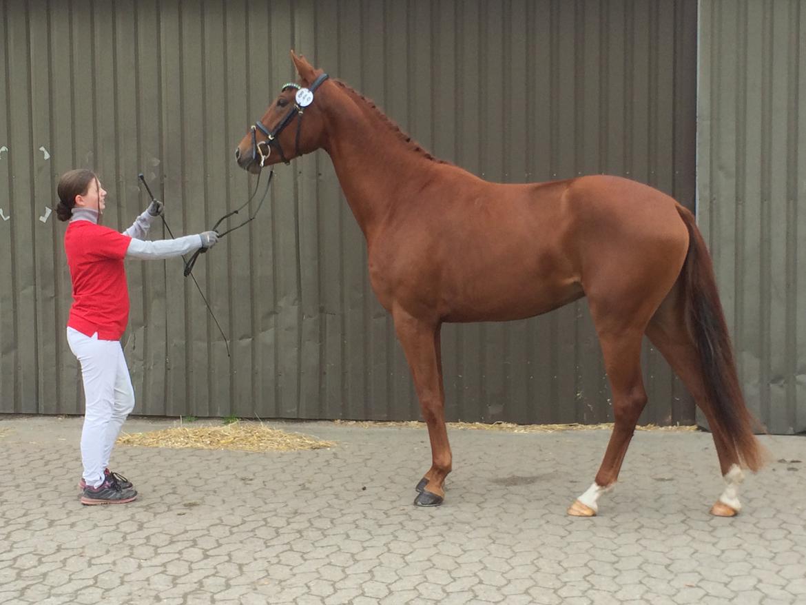 Dansk Varmblod Hjorth's zee-zee billede 18