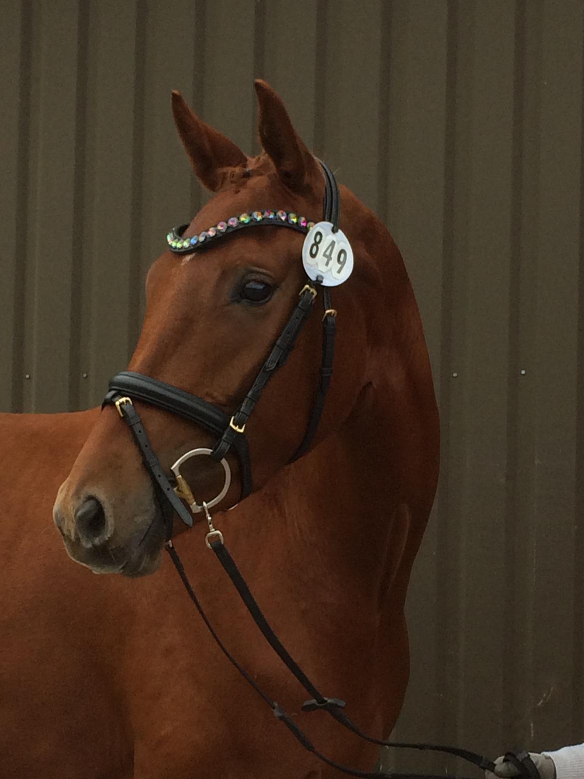 Dansk Varmblod Hjorth's zee-zee billede 2