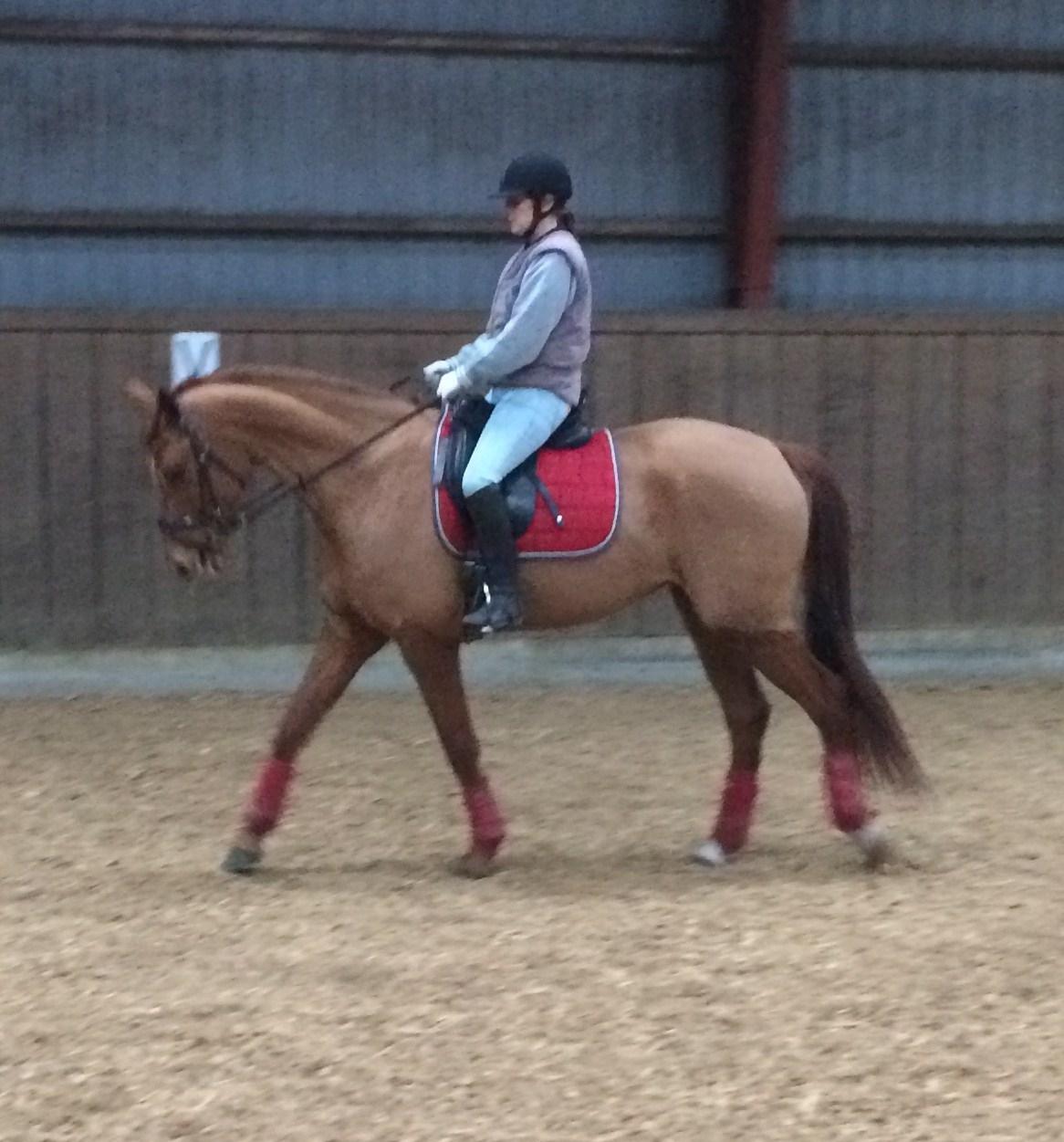 Dansk Varmblod Hjorth's zee-zee billede 5