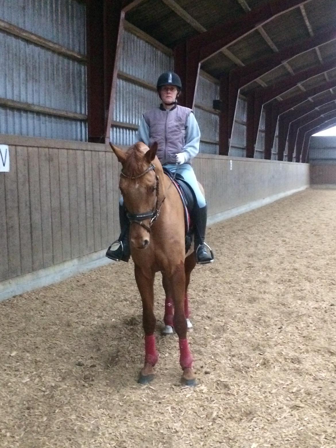 Dansk Varmblod Hjorth's zee-zee billede 20