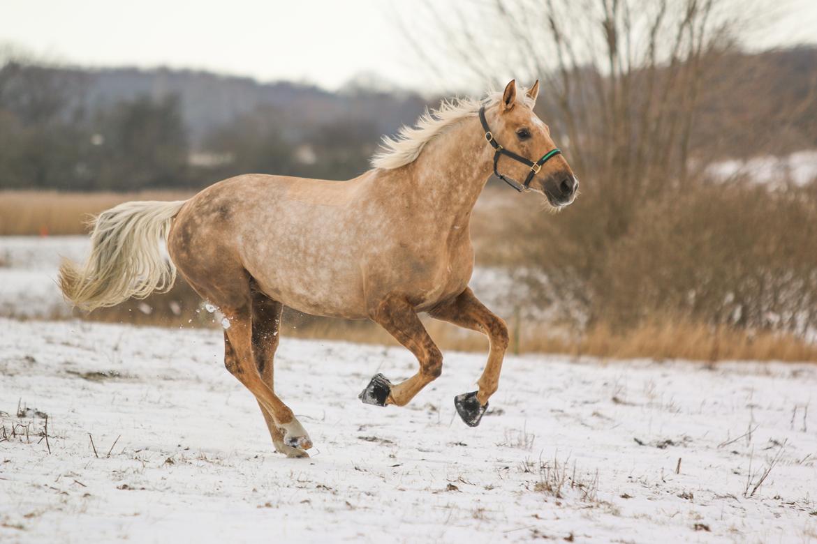 Palomino Bjerregårdens storm billede 10