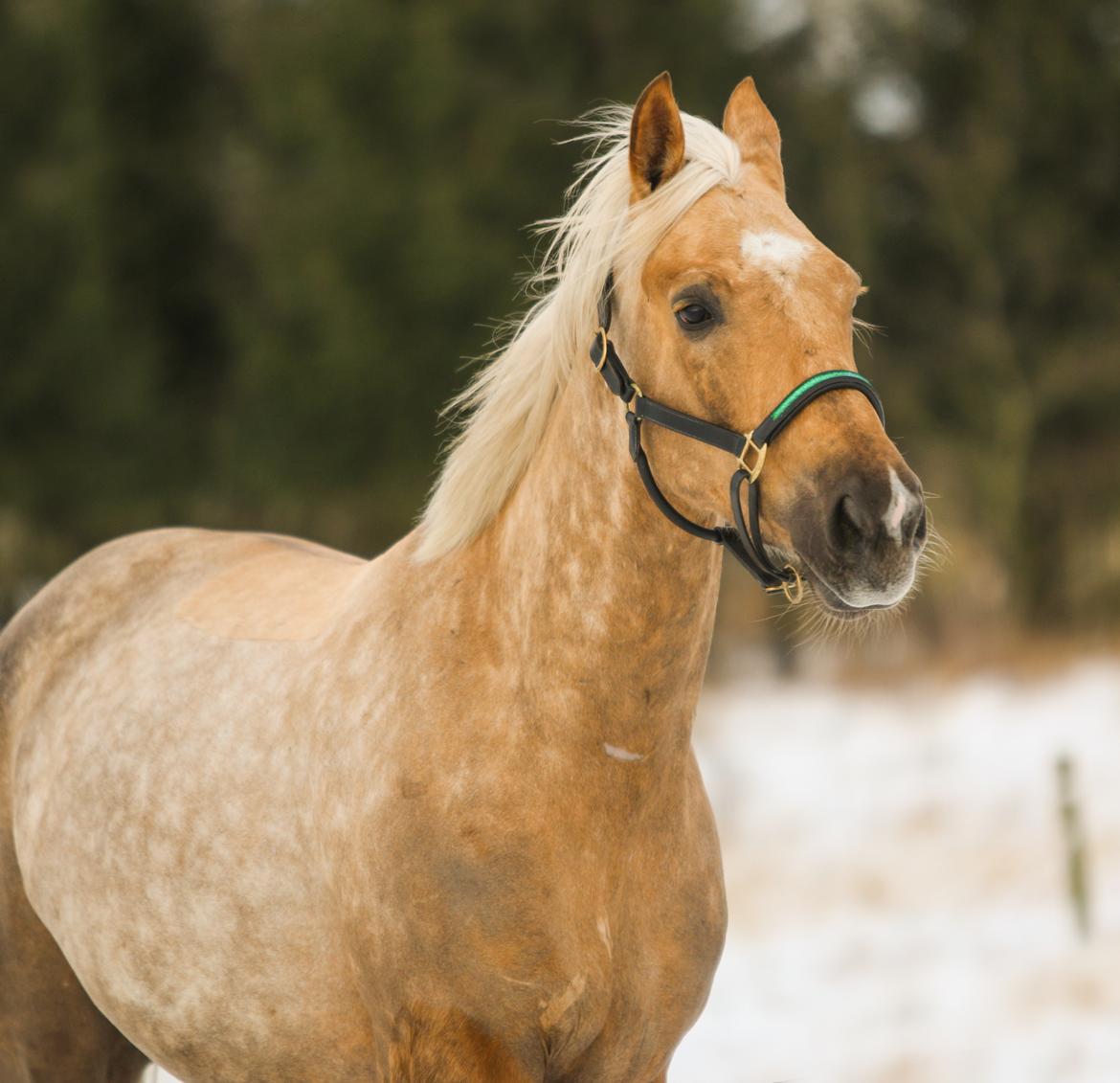 Palomino Bjerregårdens storm billede 2