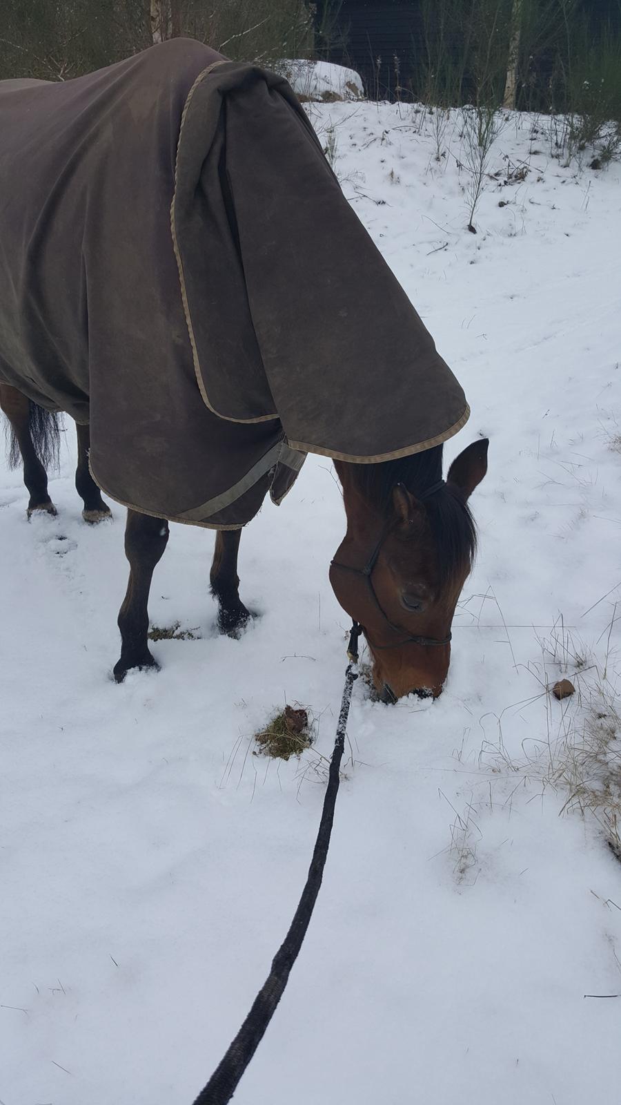 Dansk Varmblod Igen Firfod billede 18