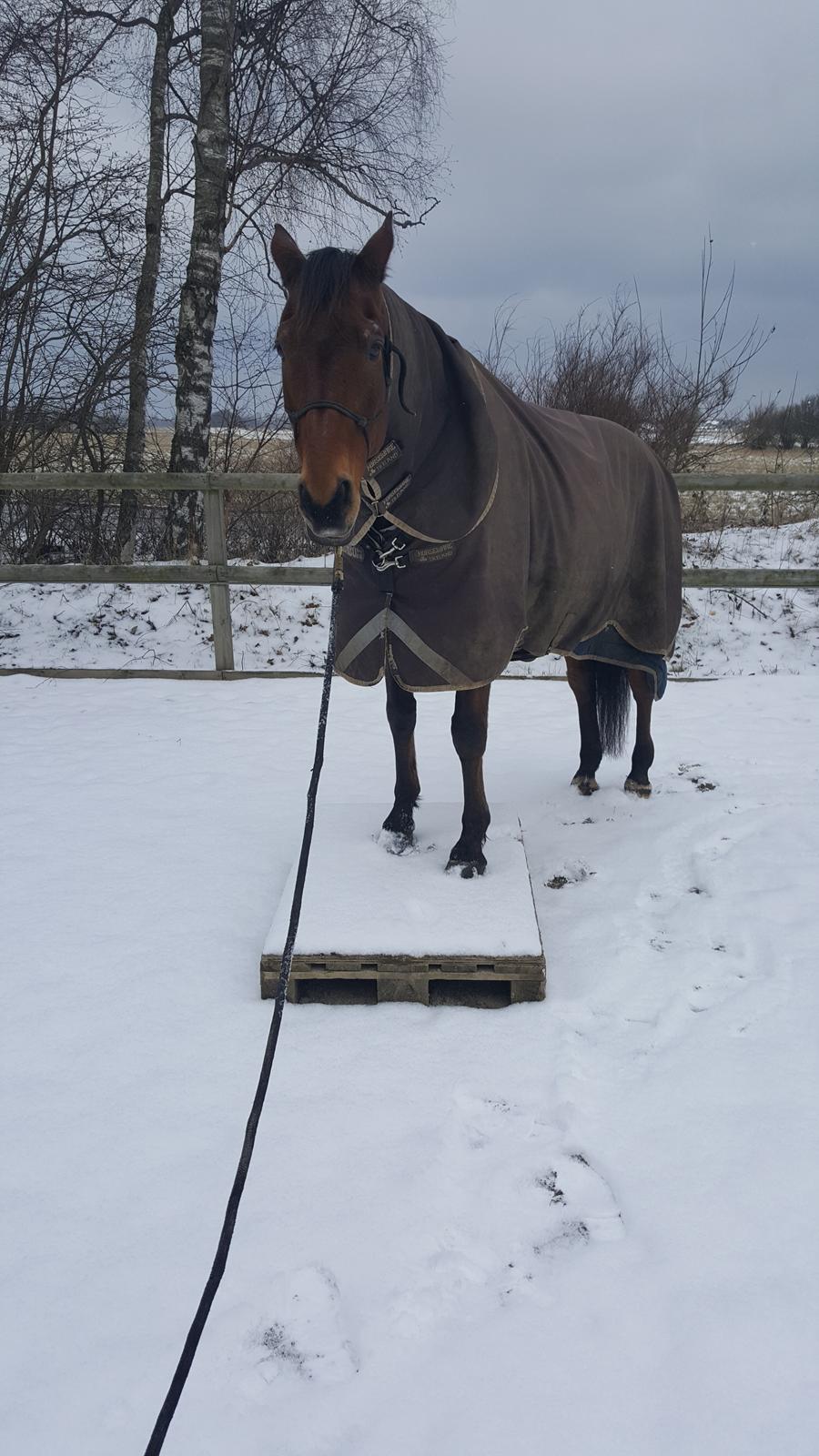 Dansk Varmblod Igen Firfod billede 16