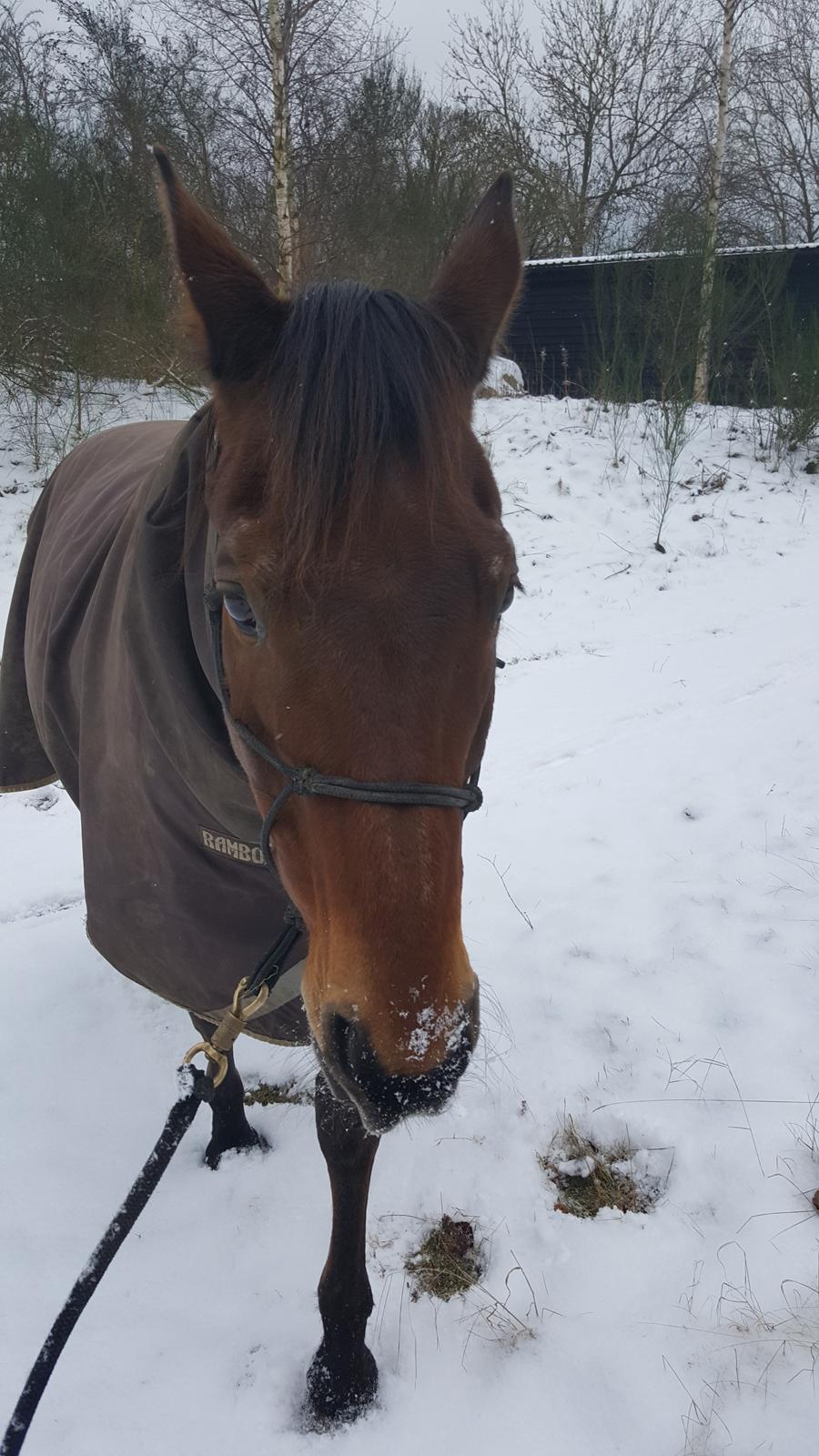 Dansk Varmblod Igen Firfod billede 17