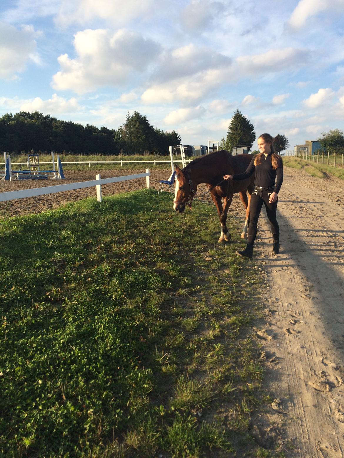 New Forest Sun Queen - Sommer aften gåtur. :) billede 5