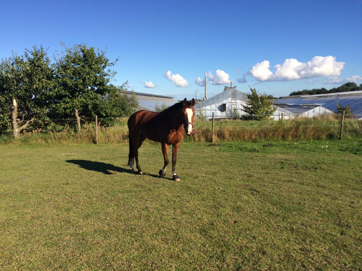 New Forest Sun Queen billede 7