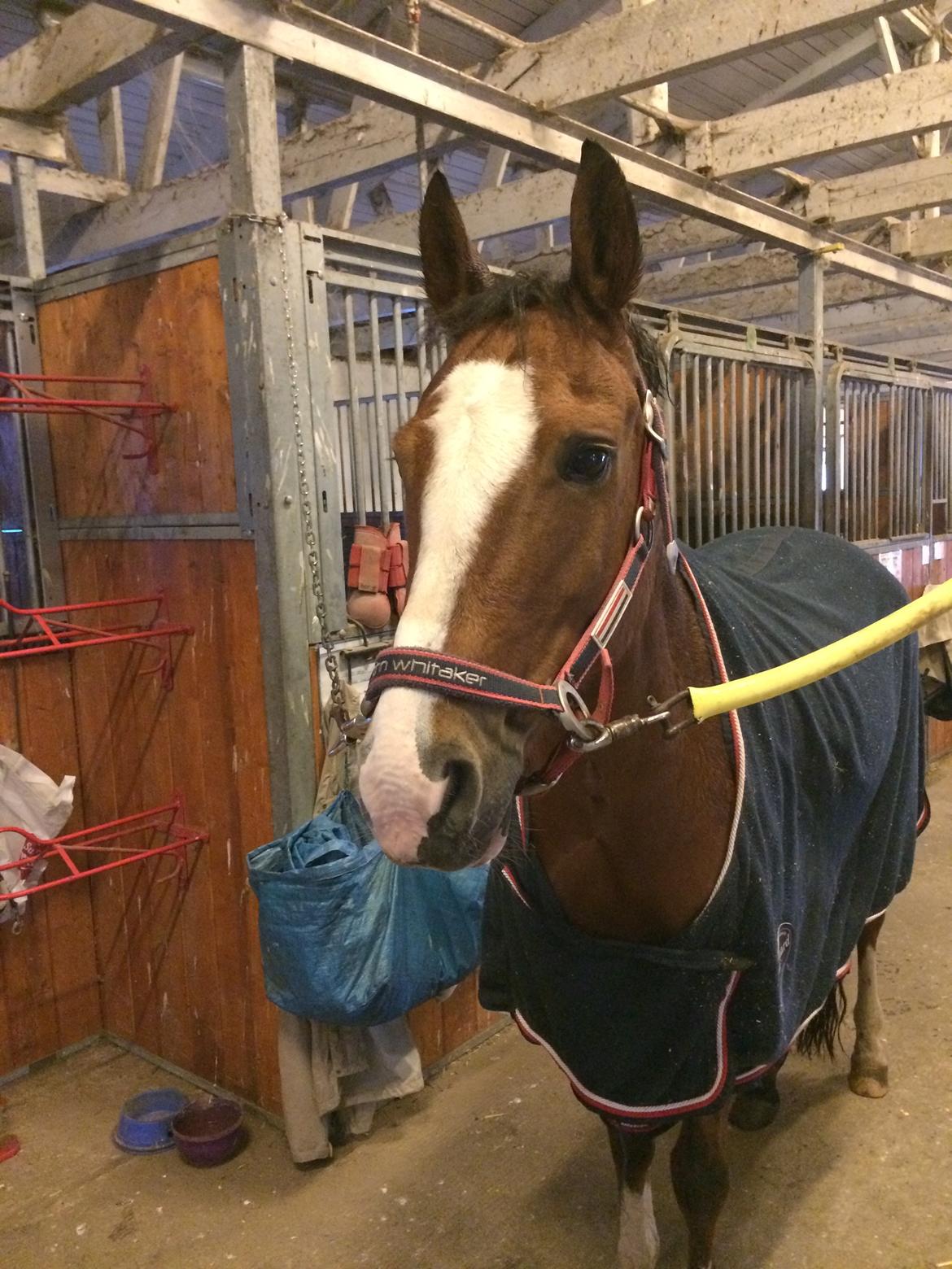 New Forest Sun Queen billede 8