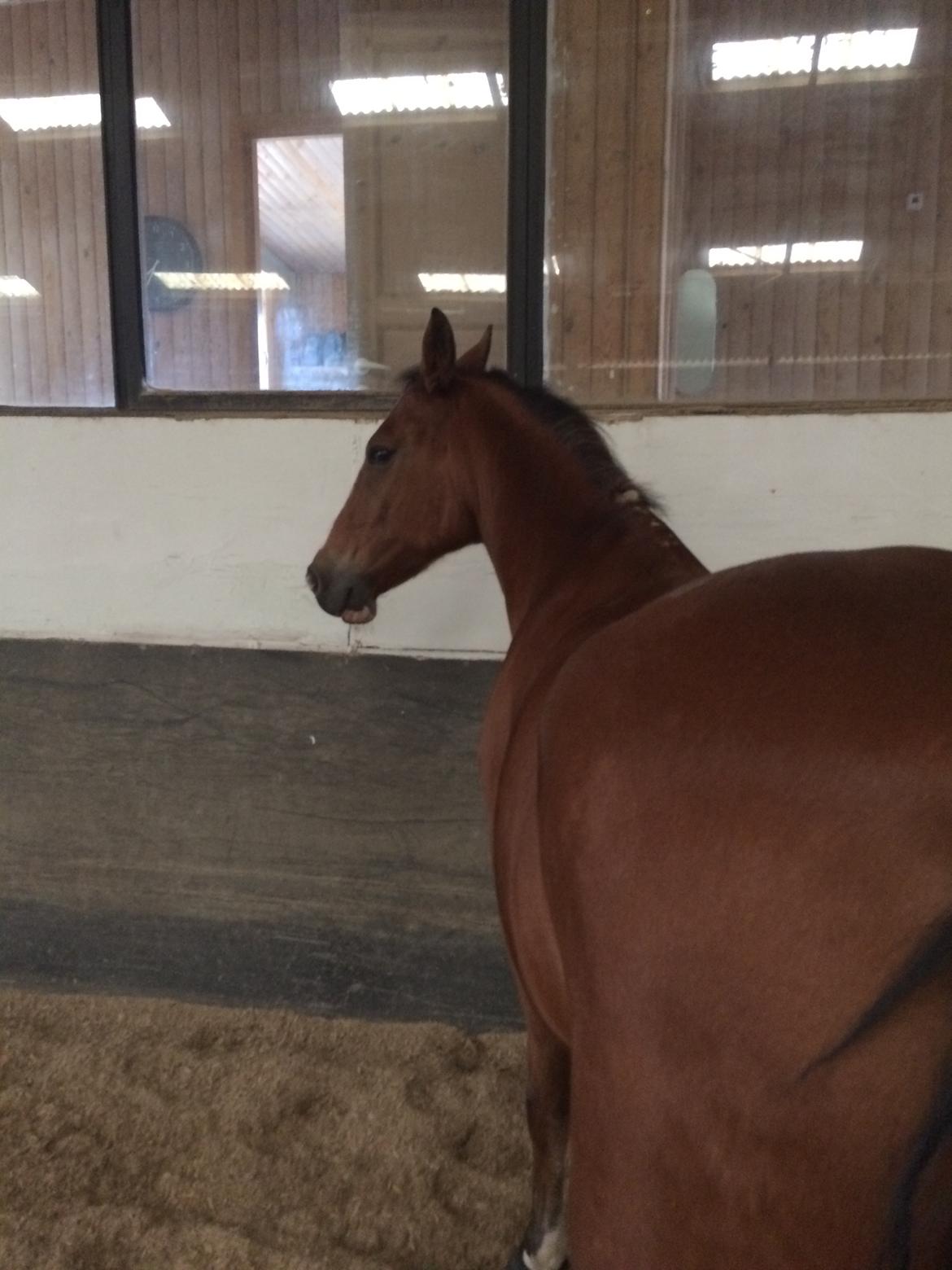 New Forest Sun Queen - Løs i ridehuset. :) billede 10