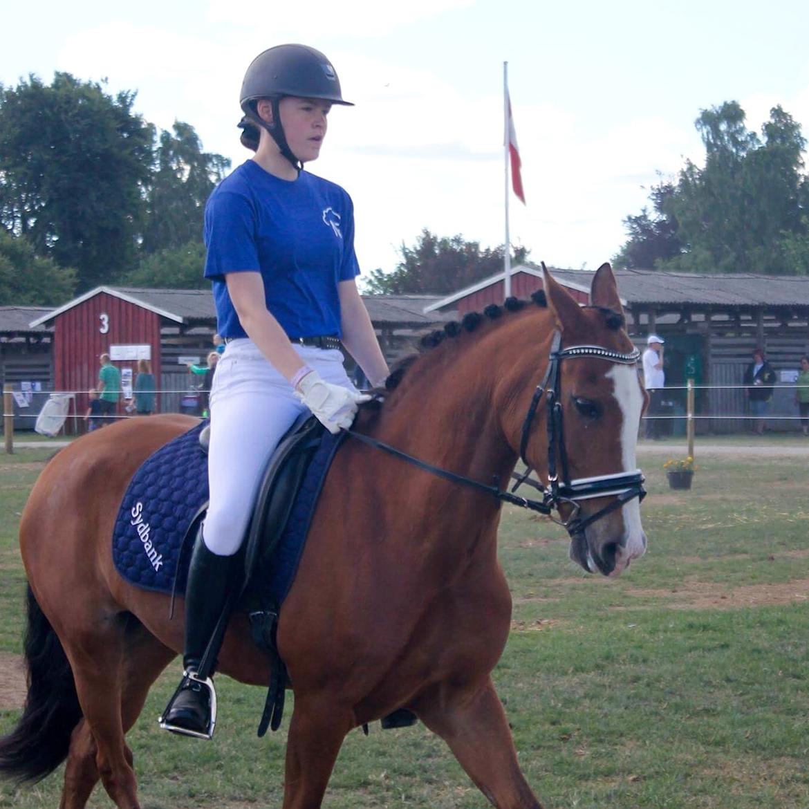 New Forest Sun Queen - NF opvisning - Fynske dyrskue 2016 billede 14