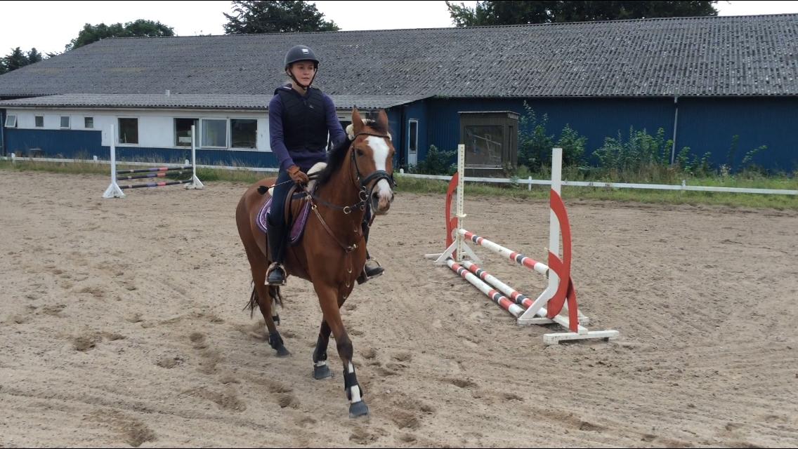 New Forest Sun Queen billede 12