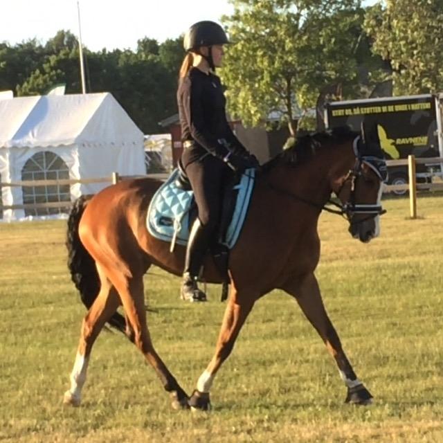 New Forest Sun Queen - Aften træning - Fynske dyrskue billede 11