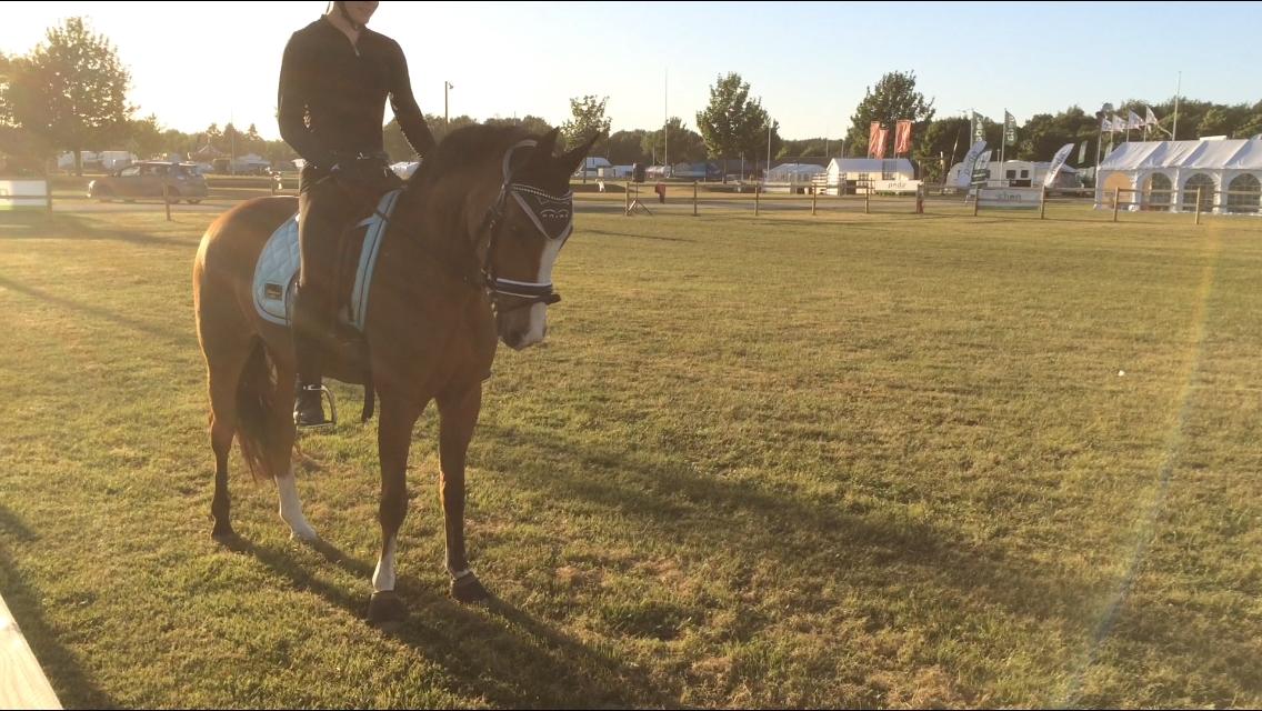 New Forest Sun Queen - Aften træning - Fynske dyrskue 2016 billede 17