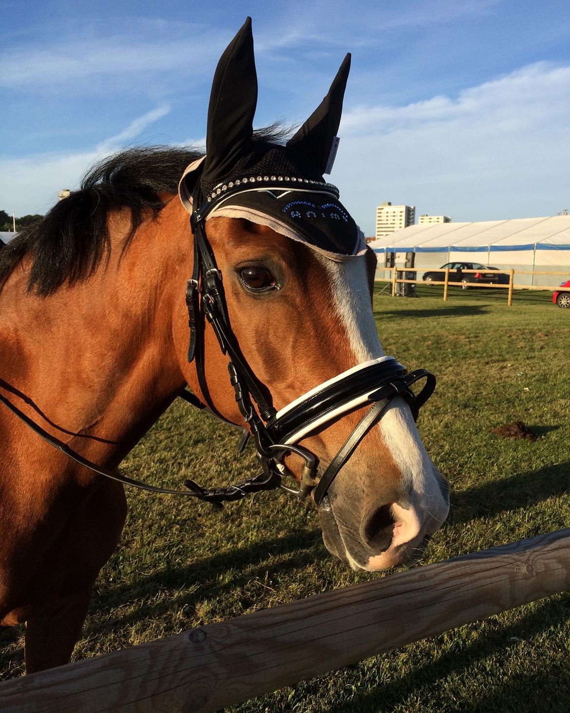New Forest Sun Queen - Aften træning ved det fynske dyrskue 2016. billede 1