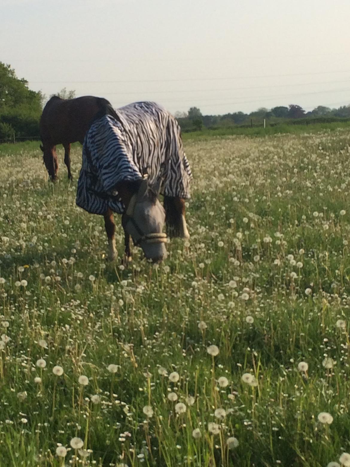 New Forest Sun Queen - Zebra pony! :p billede 15