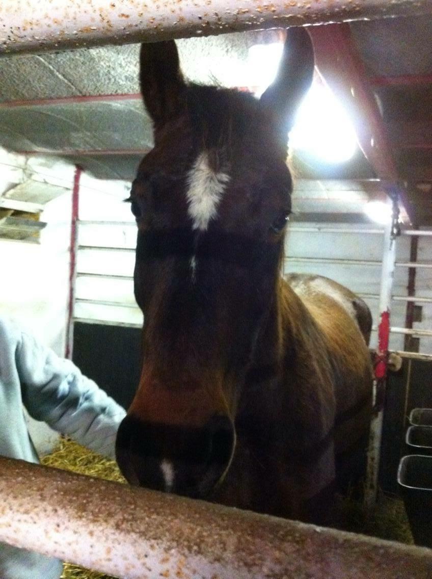 Oldenborg Lara billede 1