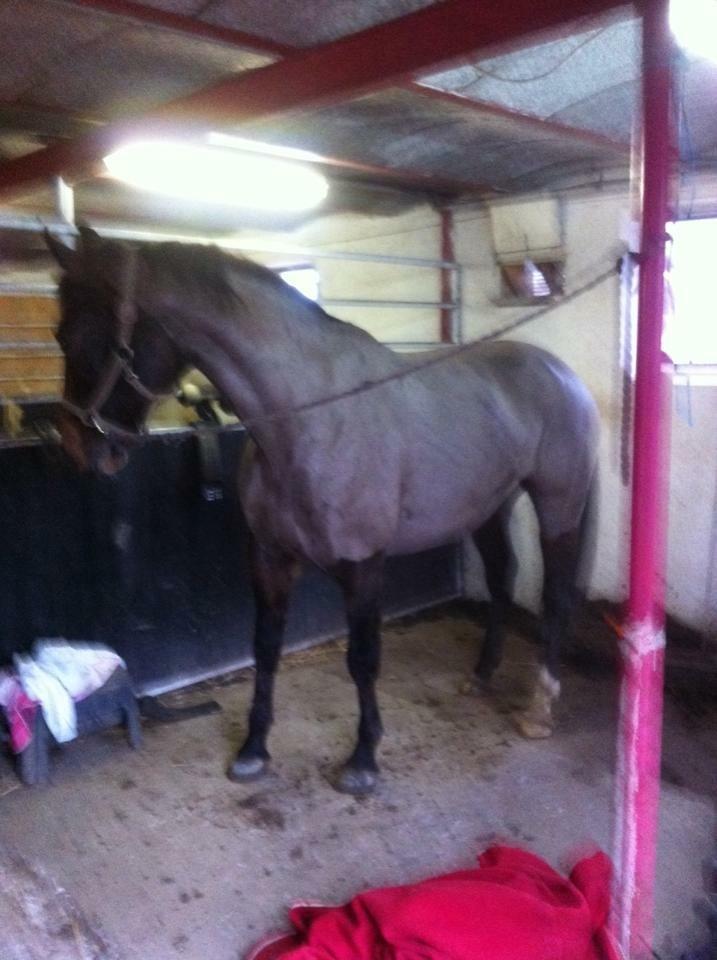 Oldenborg Lara billede 8