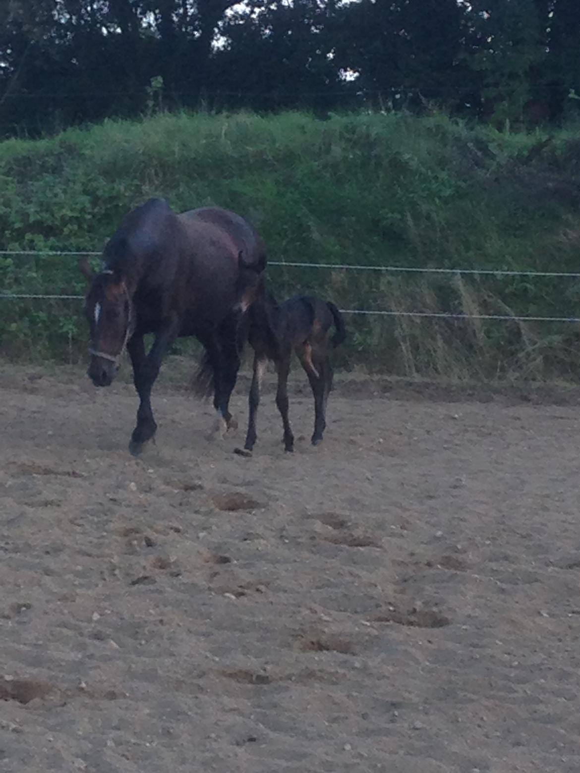 Oldenborg Lara billede 9