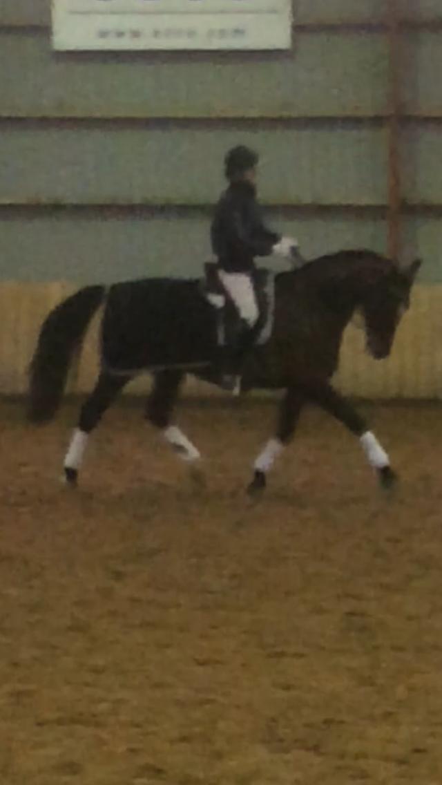 Oldenborg Lara billede 10