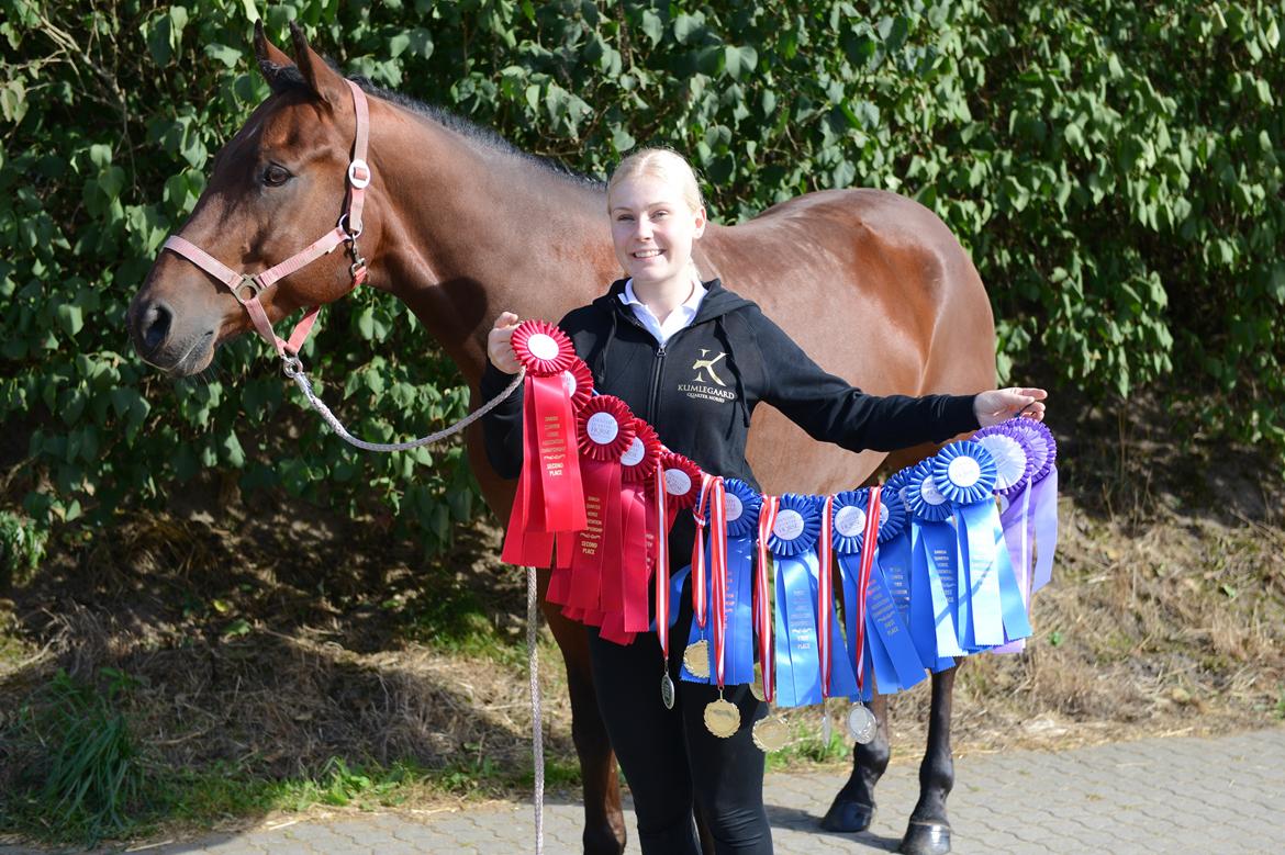 Quarter One Hot Destination - Marley til DM 2016 billede 17