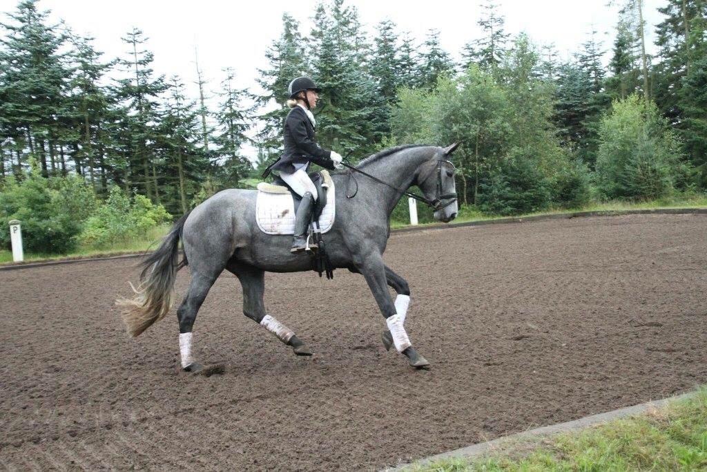 Holstener Le Caméléon Du Classé billede 16