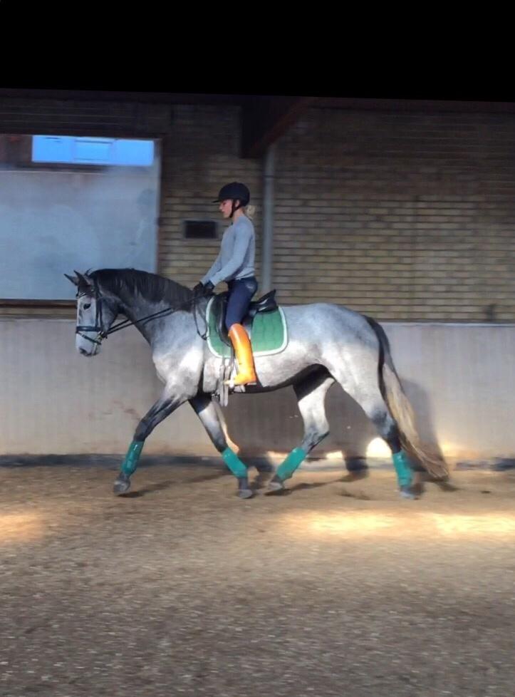 Holstener Le Caméléon Du Classé billede 17