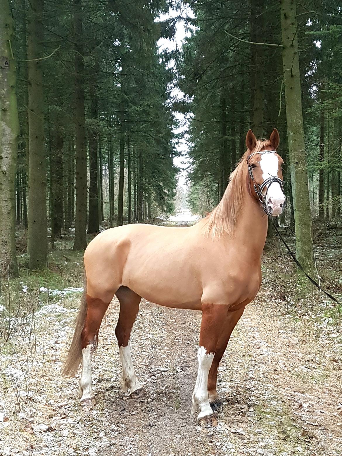 Gelderland Guwalda AH " Camaro " billede 34