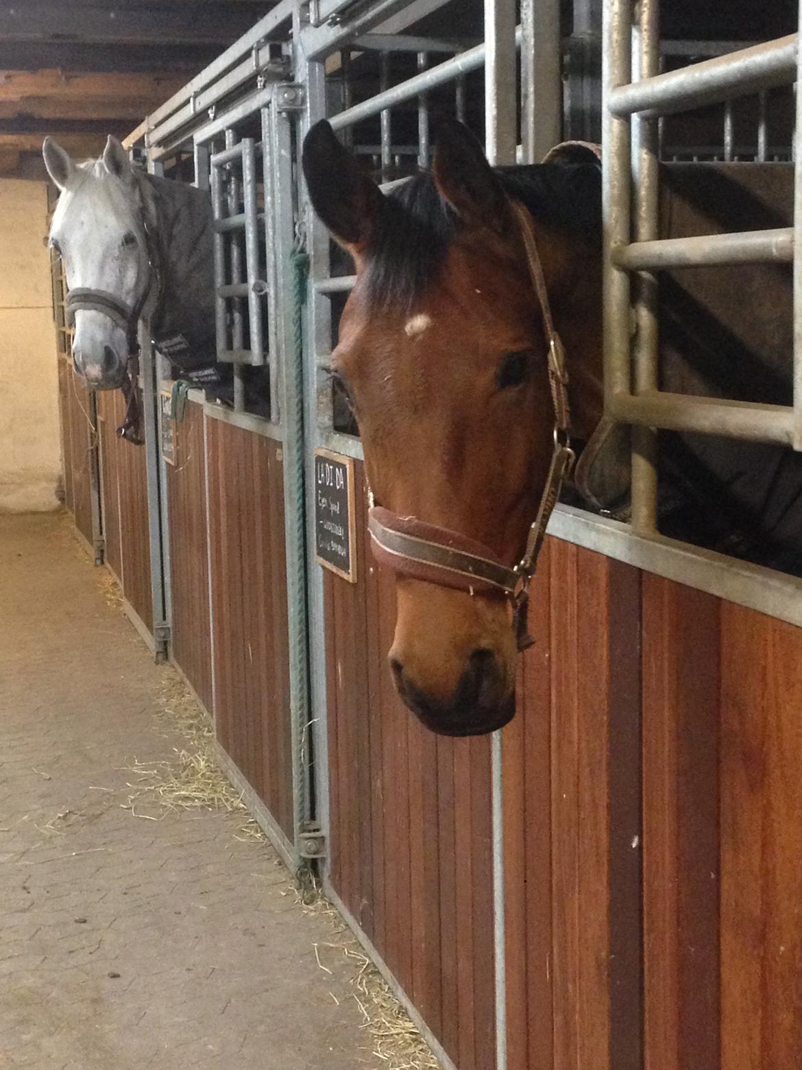 Dansk Varmblod La Di Da billede 12