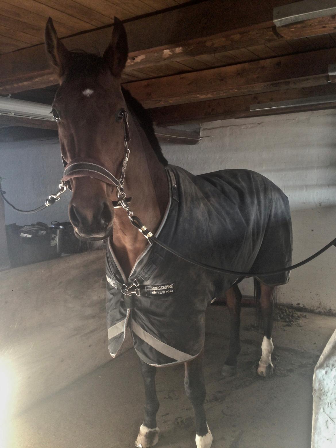 Dansk Varmblod La Di Da billede 13