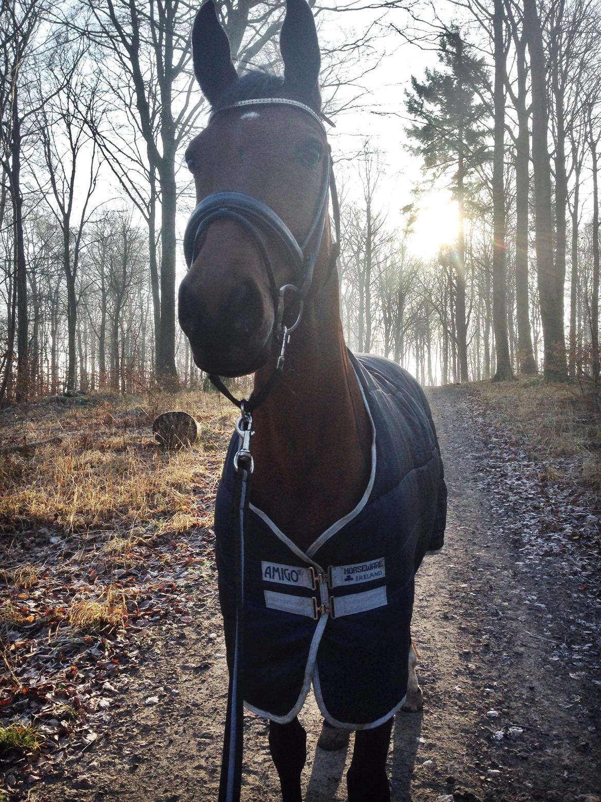 Dansk Varmblod La Di Da billede 15