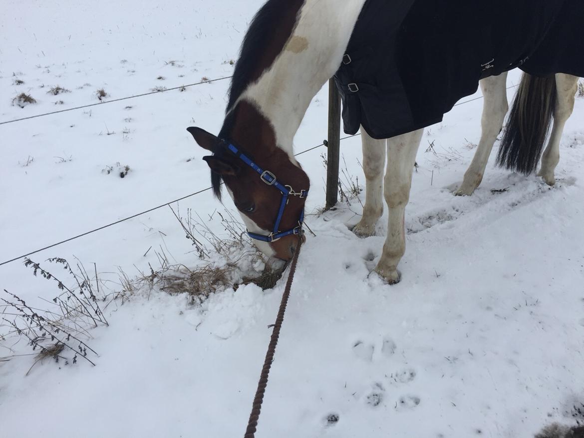 Pinto Ringo billede 2