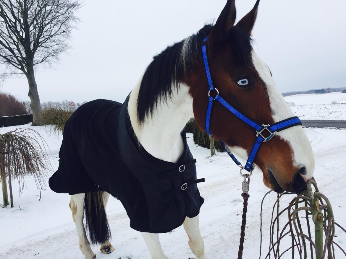 Pinto Ringo billede 1