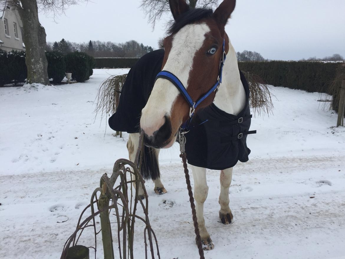 Pinto Ringo billede 3