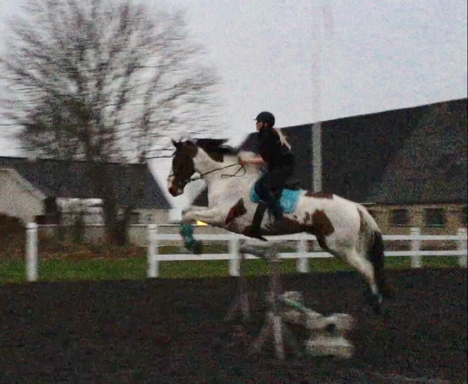 Pinto Ringo billede 5