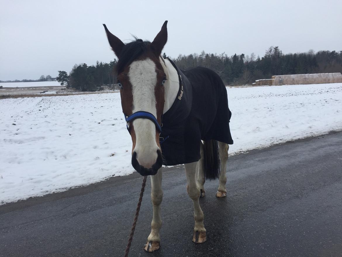 Pinto Ringo billede 4