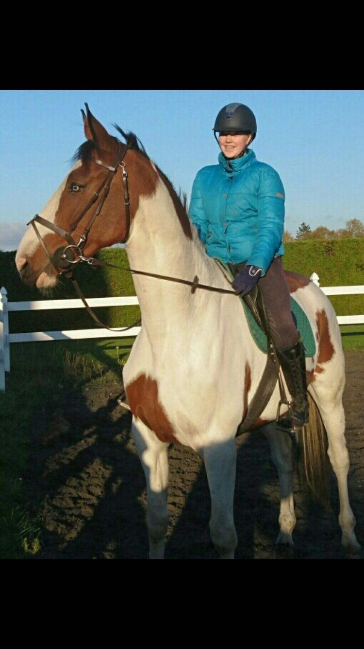 Pinto Ringo billede 7