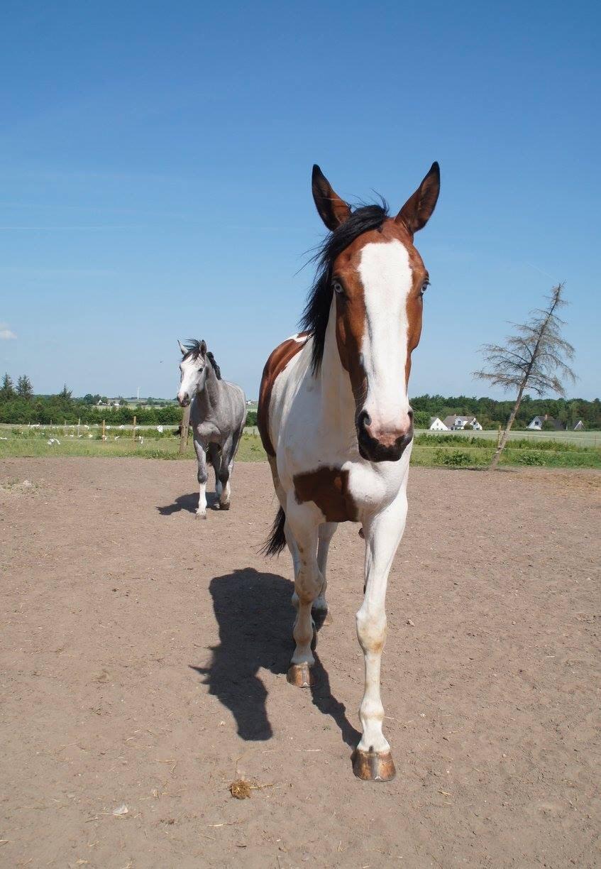 Pinto Ringo billede 6