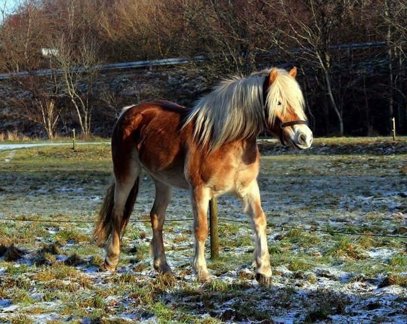 Haflinger Nordan's Amanda billede 1