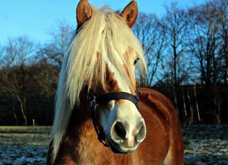 Haflinger Nordan's Amanda billede 2