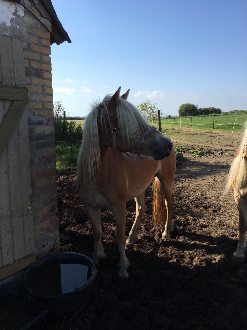 Haflinger Nordan's Amanda billede 3
