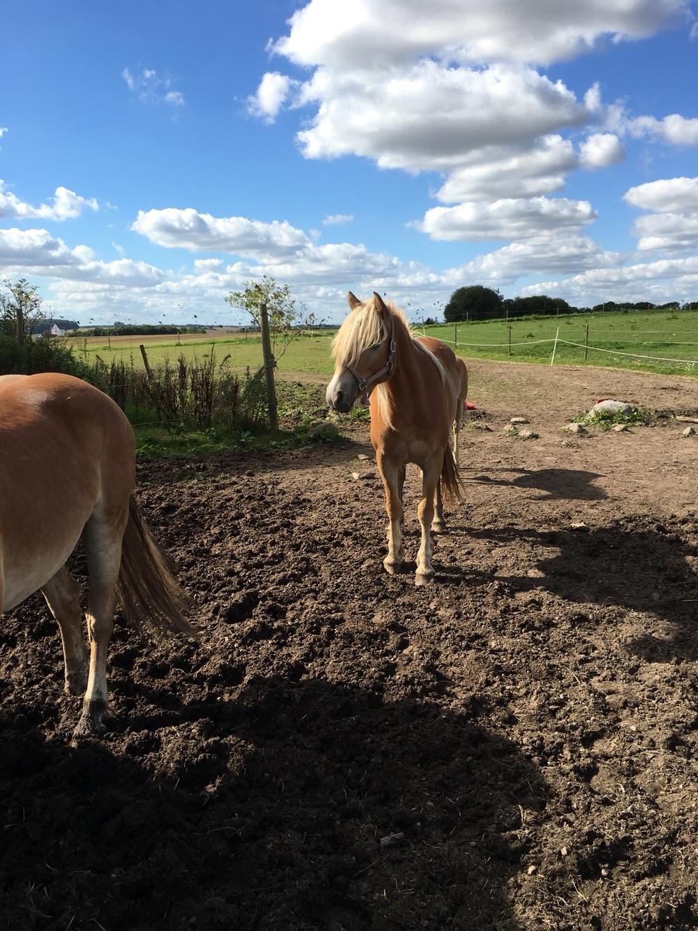 Haflinger Nordan's Amanda billede 4